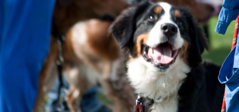 i corsi alla voce del cane