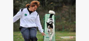 corso di agility