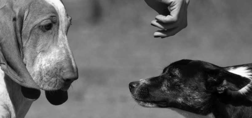 i corsi alla voce del cane