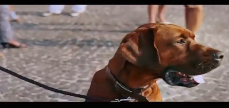 cane pubblicità