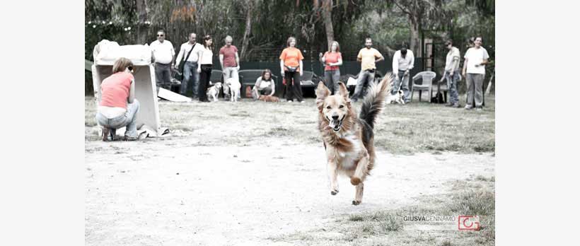 cane stich che corre felice