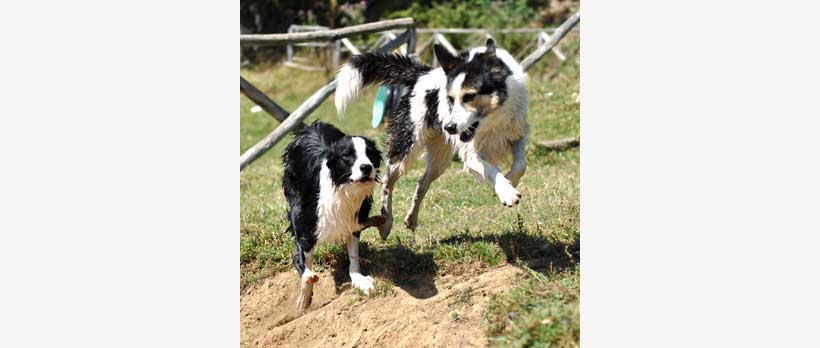 cani che giocano all'asilo