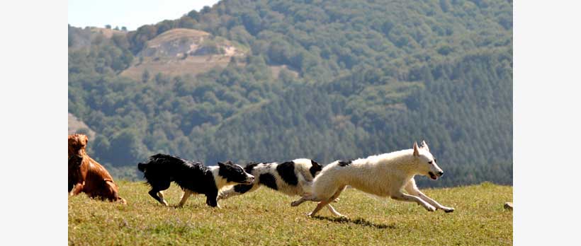 cani che corrono il libertà