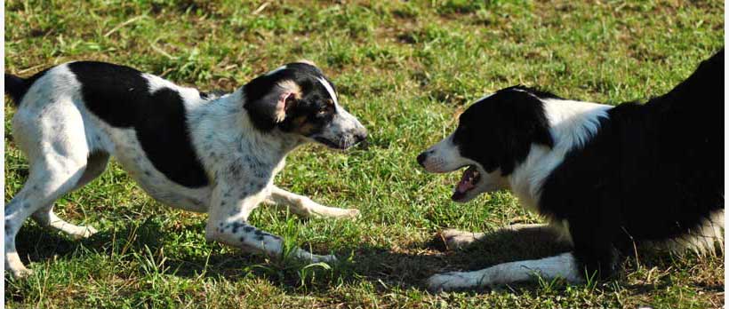 cani in posizione gioco