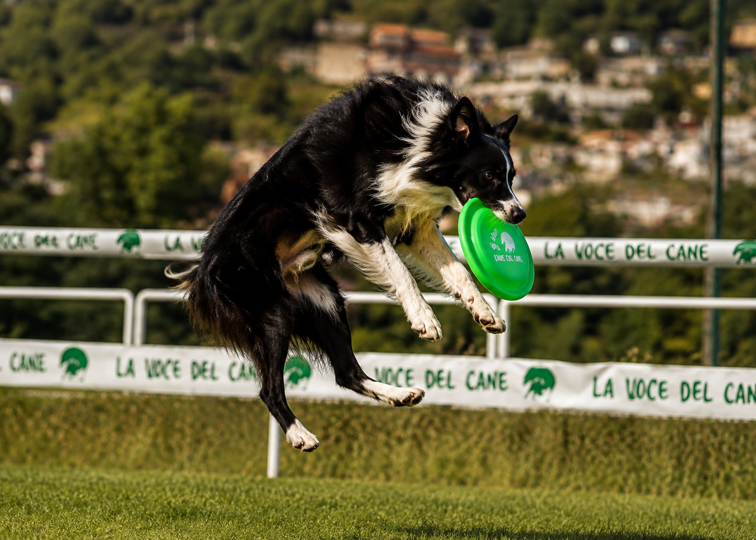 Cane e persona durante un'attività di Agility