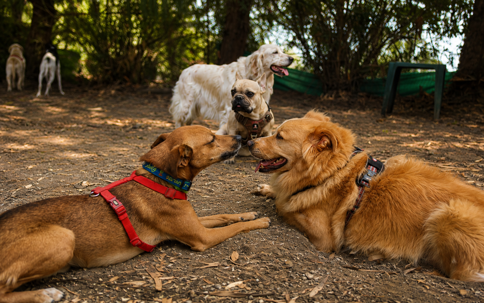 Relazione tra persona e cane presso La Voce del Cane