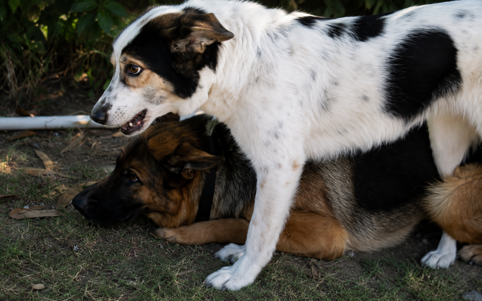 Progettazione di un Intervento Assistito con il Cane