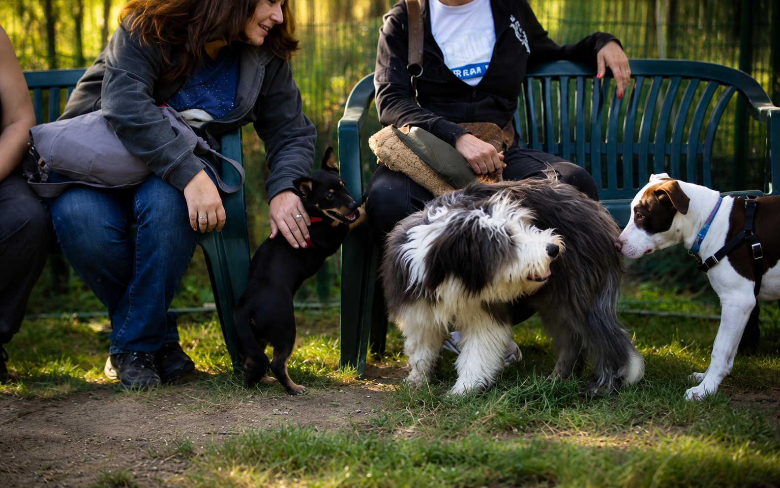 Relazione tra persona e cane presso La Voce del Cane a Napoli