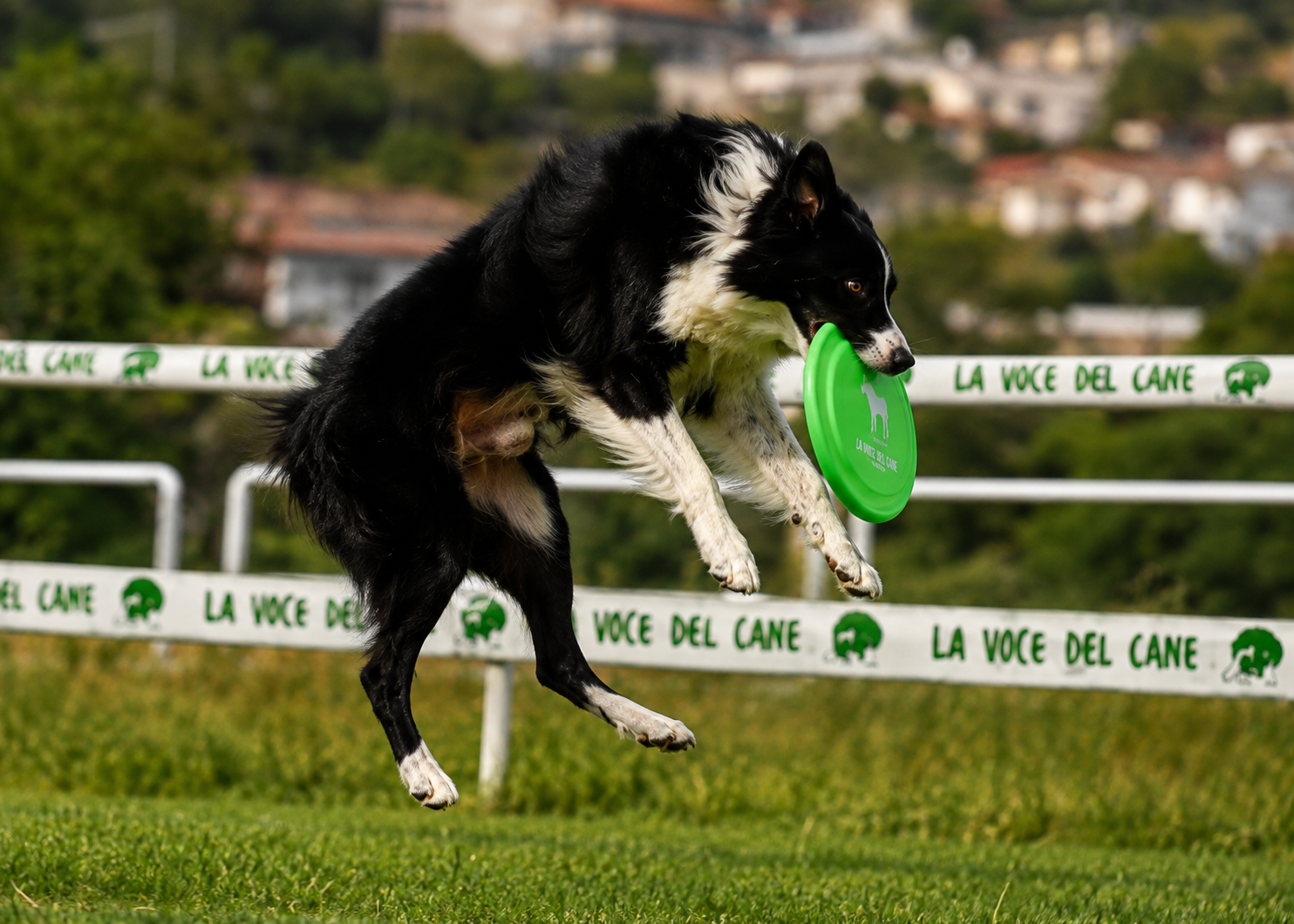 Esperienza nel verde con cane e persona