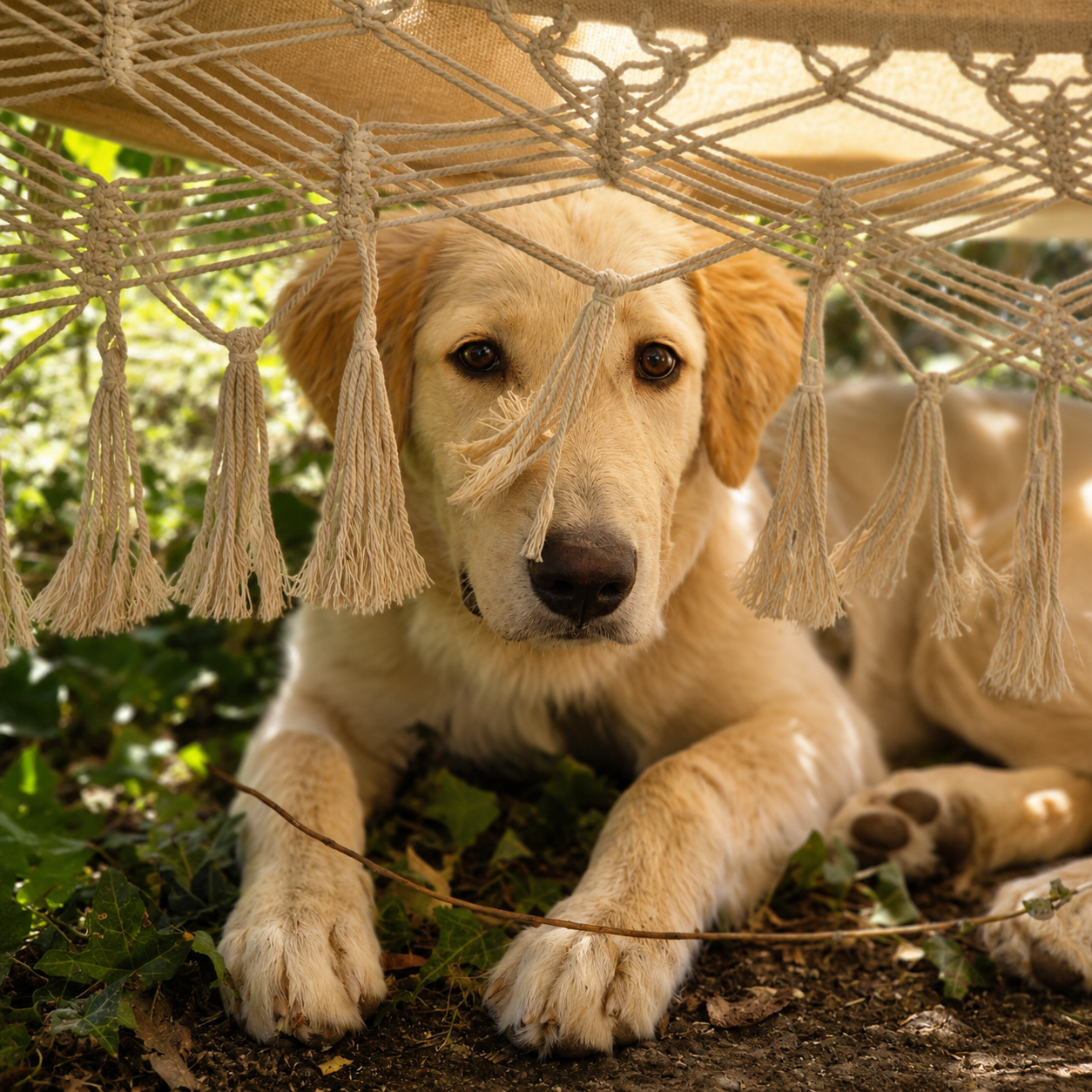 Persona e cane durante un percorso educativo presso La Voce del Cane