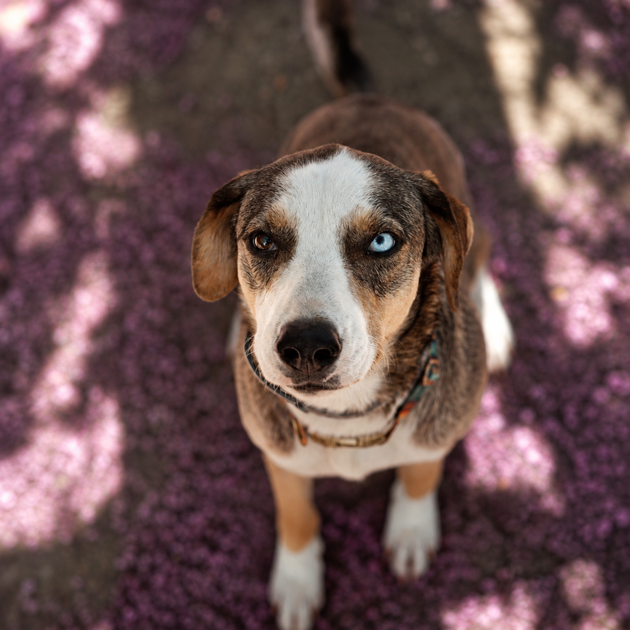 Formazione cinofila e osservazione del cane presso La Voce del Cane