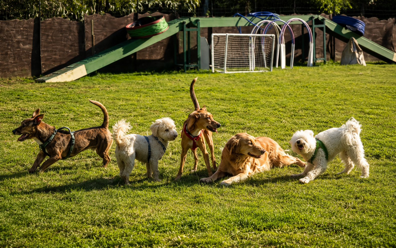 Corso per Educatori Cinofili AIECI presso La Voce del Cane