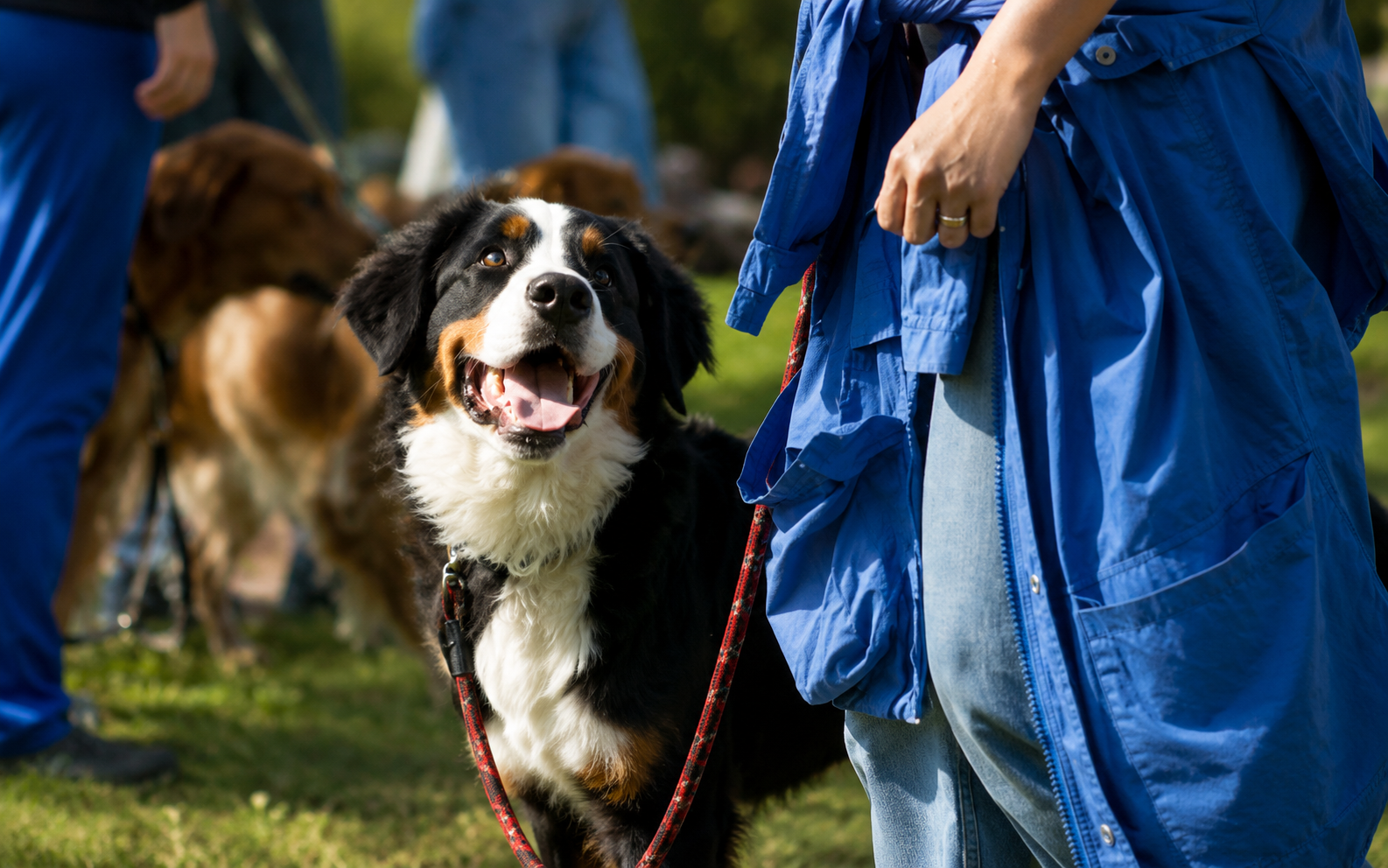 Interventi Assistiti con il Cane presso La Voce del Cane