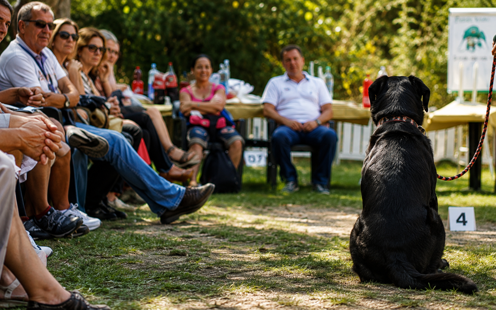 Formazione cinofila professionale presso La Voce del Cane a Napoli