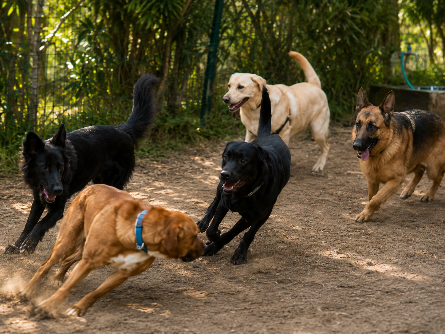 Il cane come individuo coinvolto in un progetto IAA