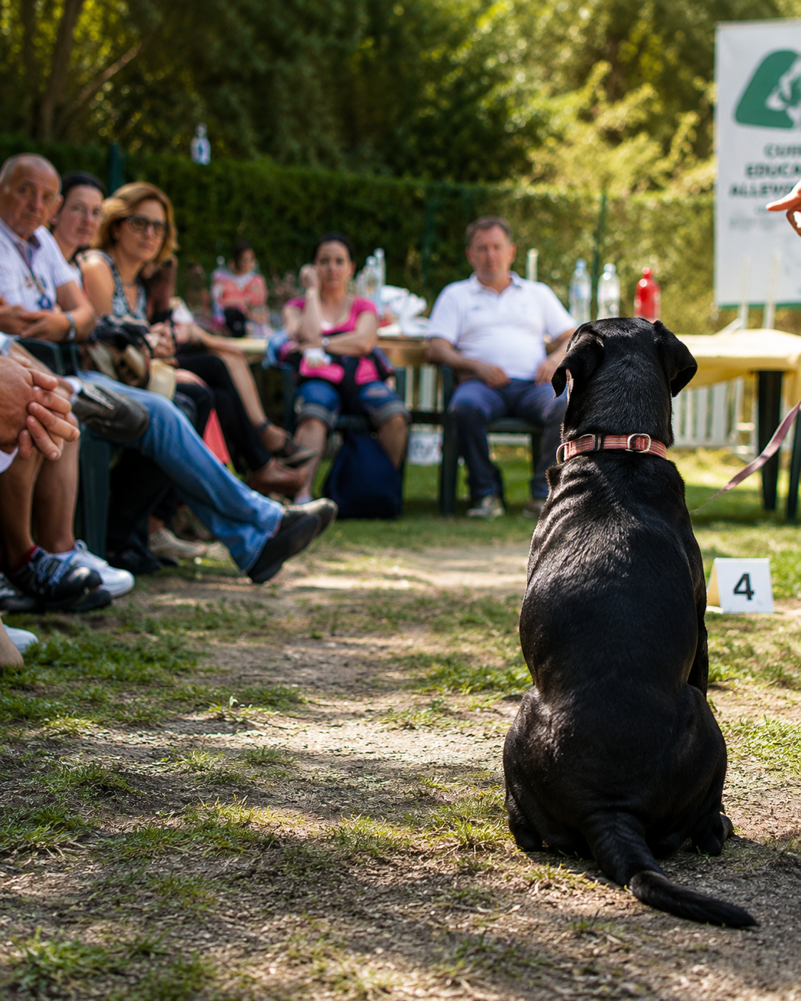 Lavoro multidisciplinare de La Voce del Cane