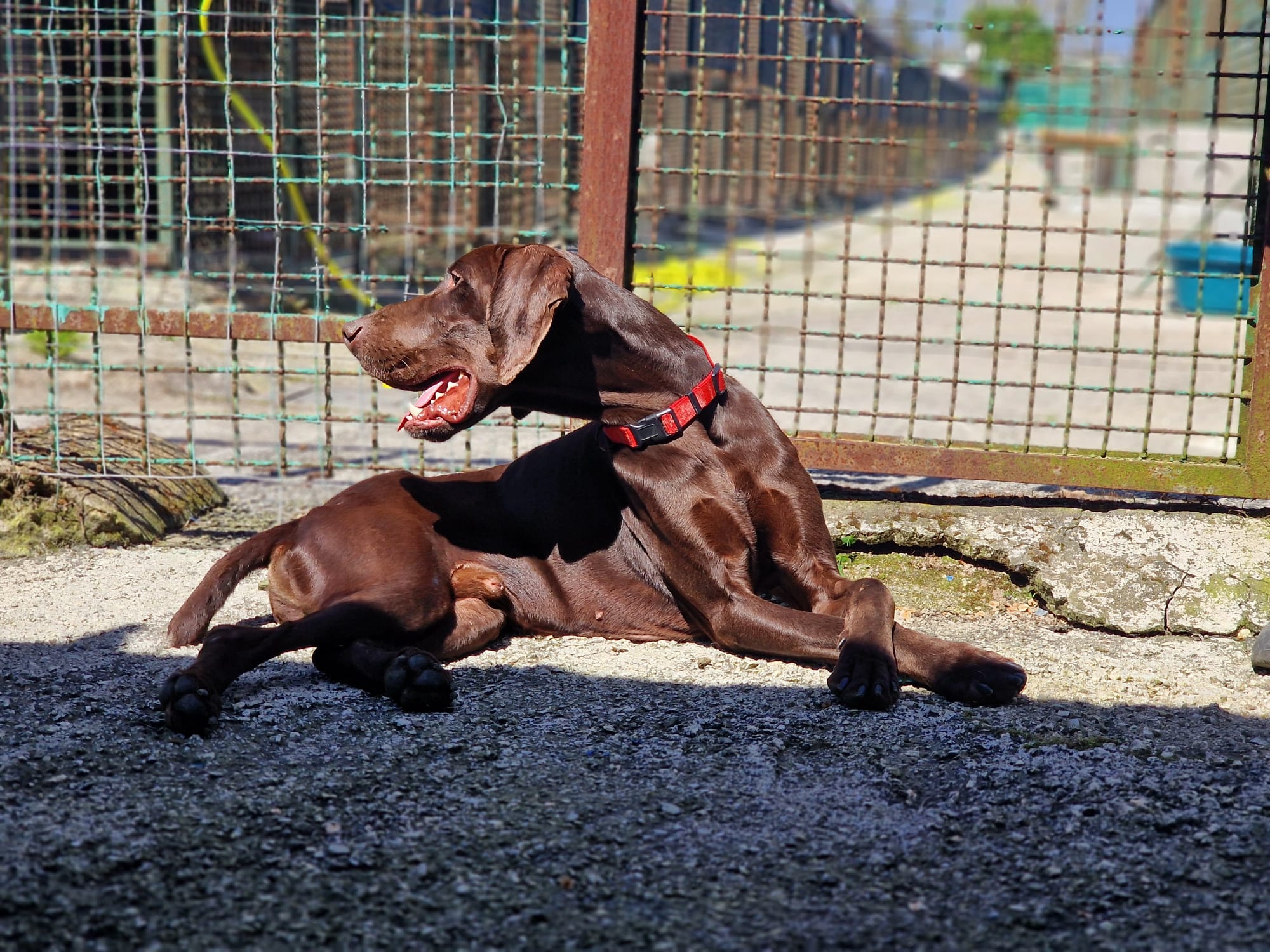 Cane ospite di un canile durante un percorso di osservazione