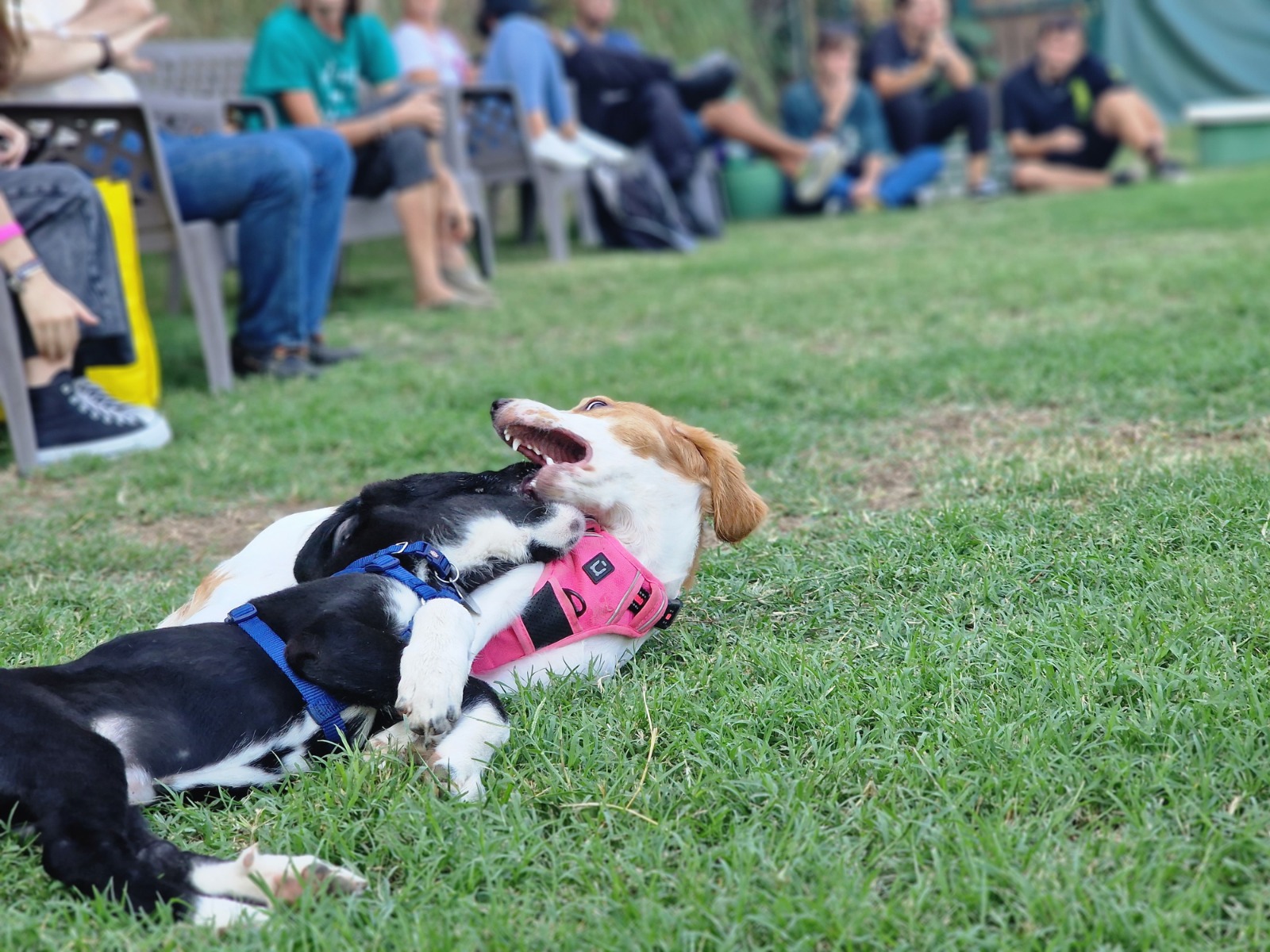Iniziare un percorso con La Voce del Cane a Napoli