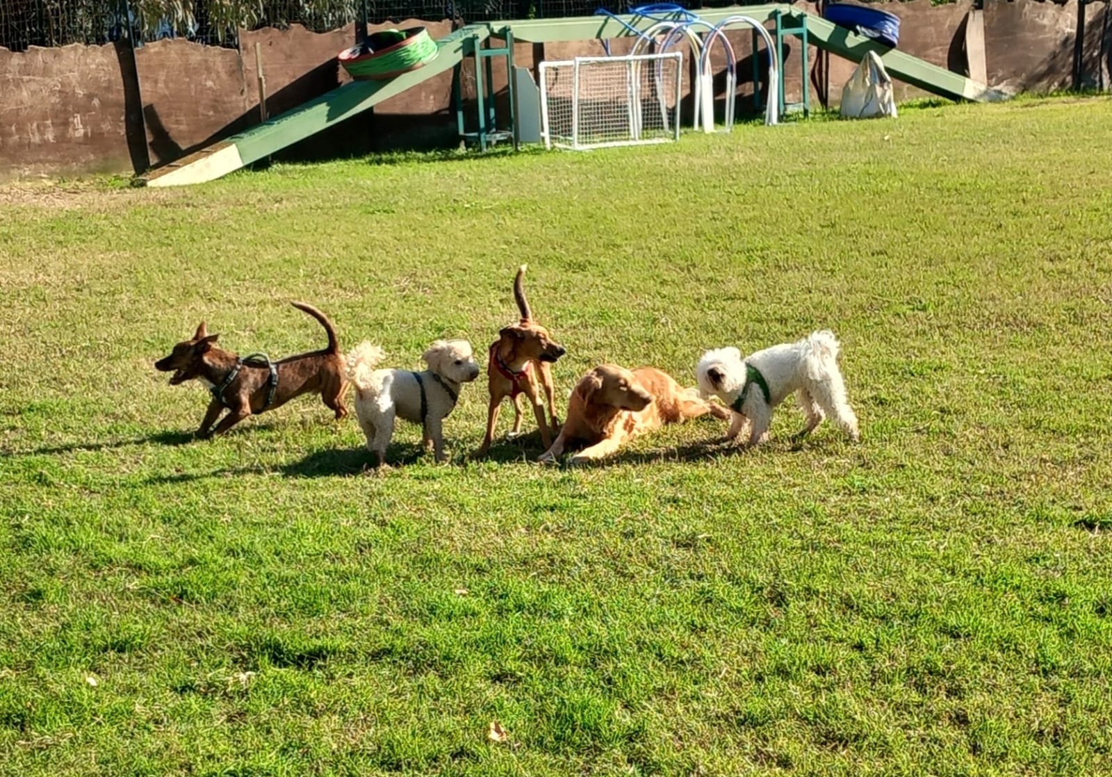 Relazione tra persona e cane
