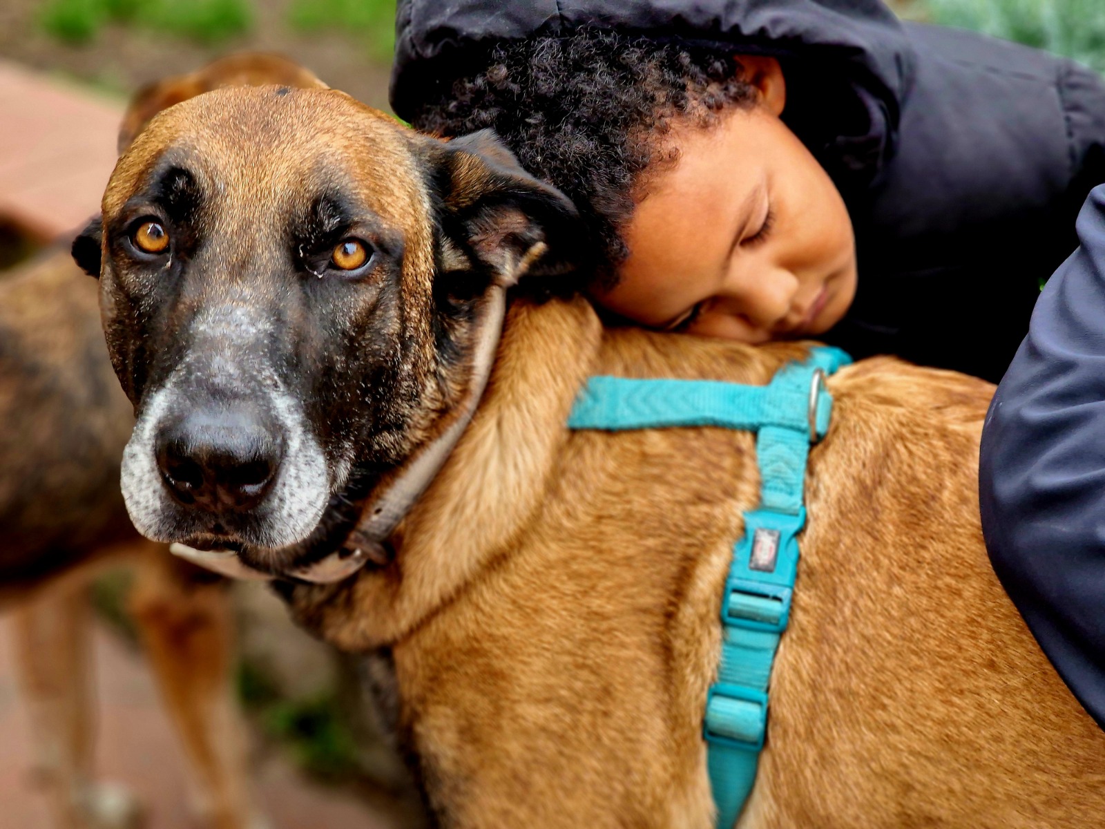 Comunicazione e relazione con il cane