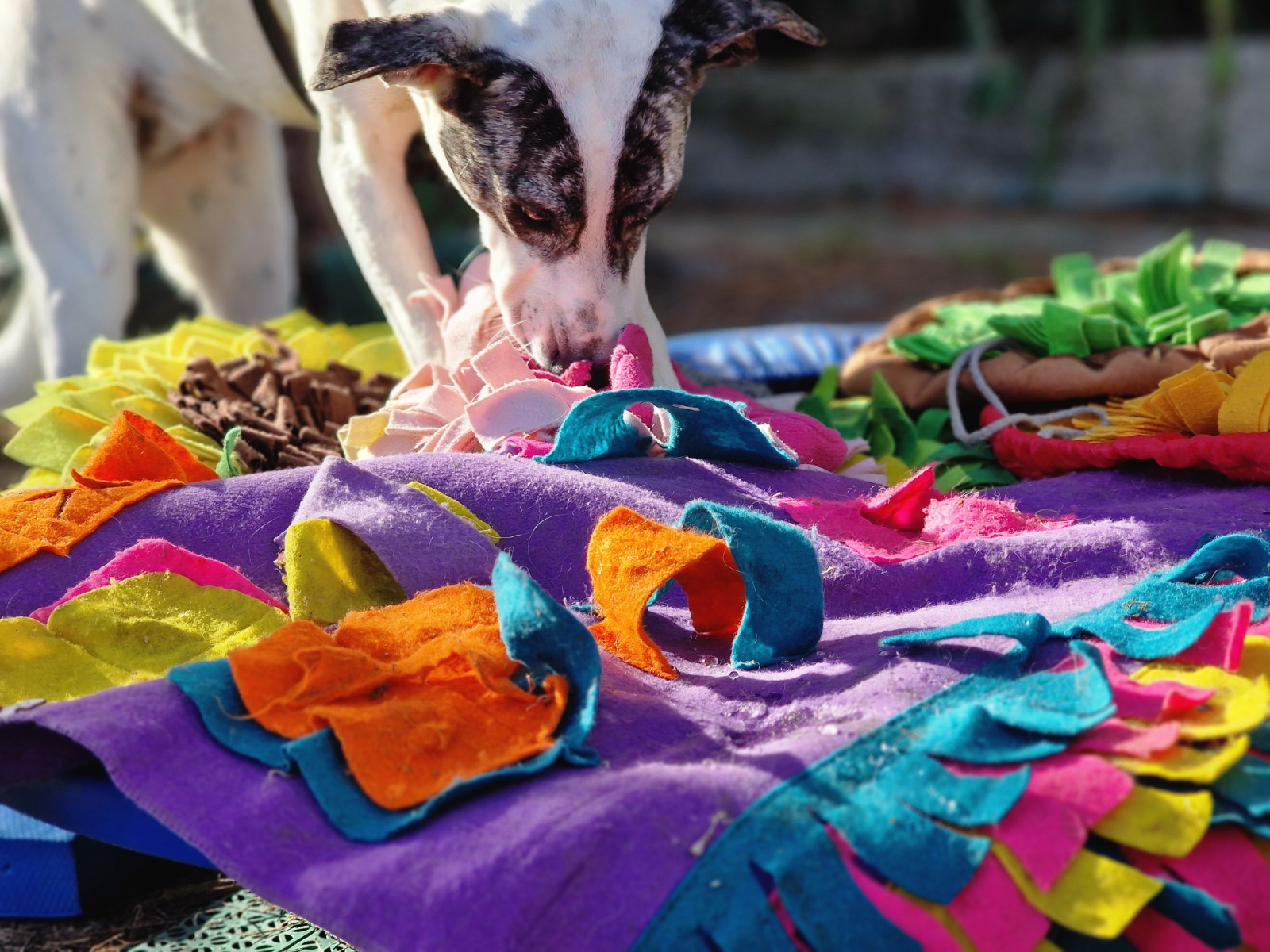 Centro di Supporto e Rete La Voce del Cane