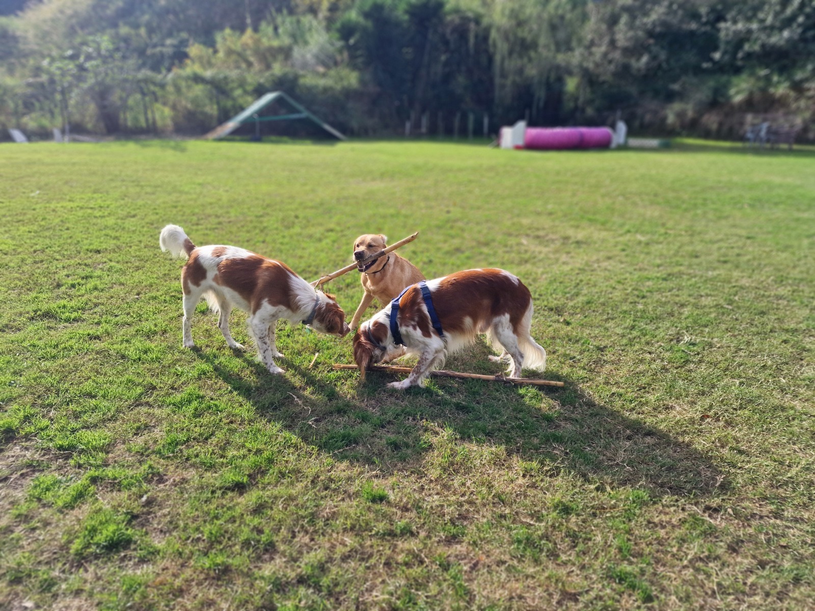 Relazione e osservazione tra persona e cane
