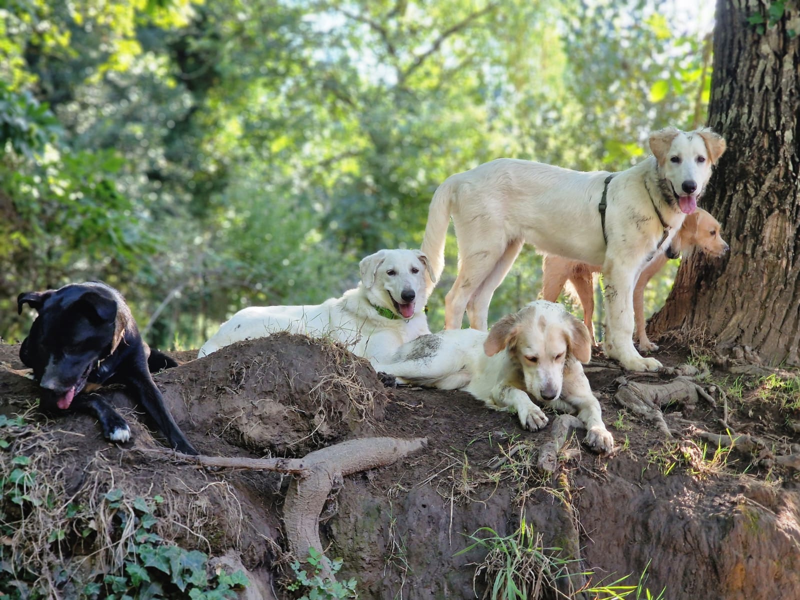 Comprendere la comunicazione del cane