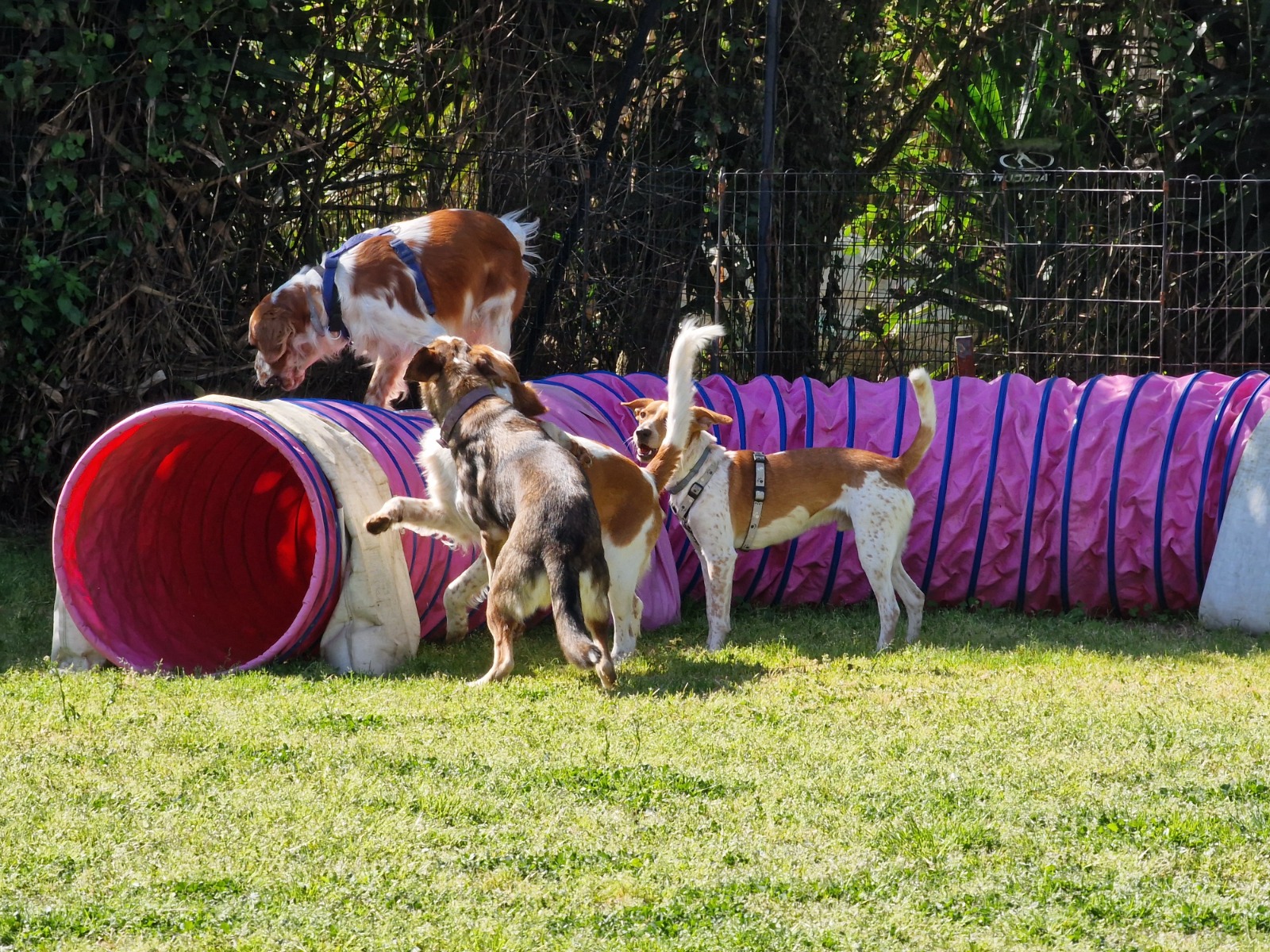 Osservazione e relazione con il cane
