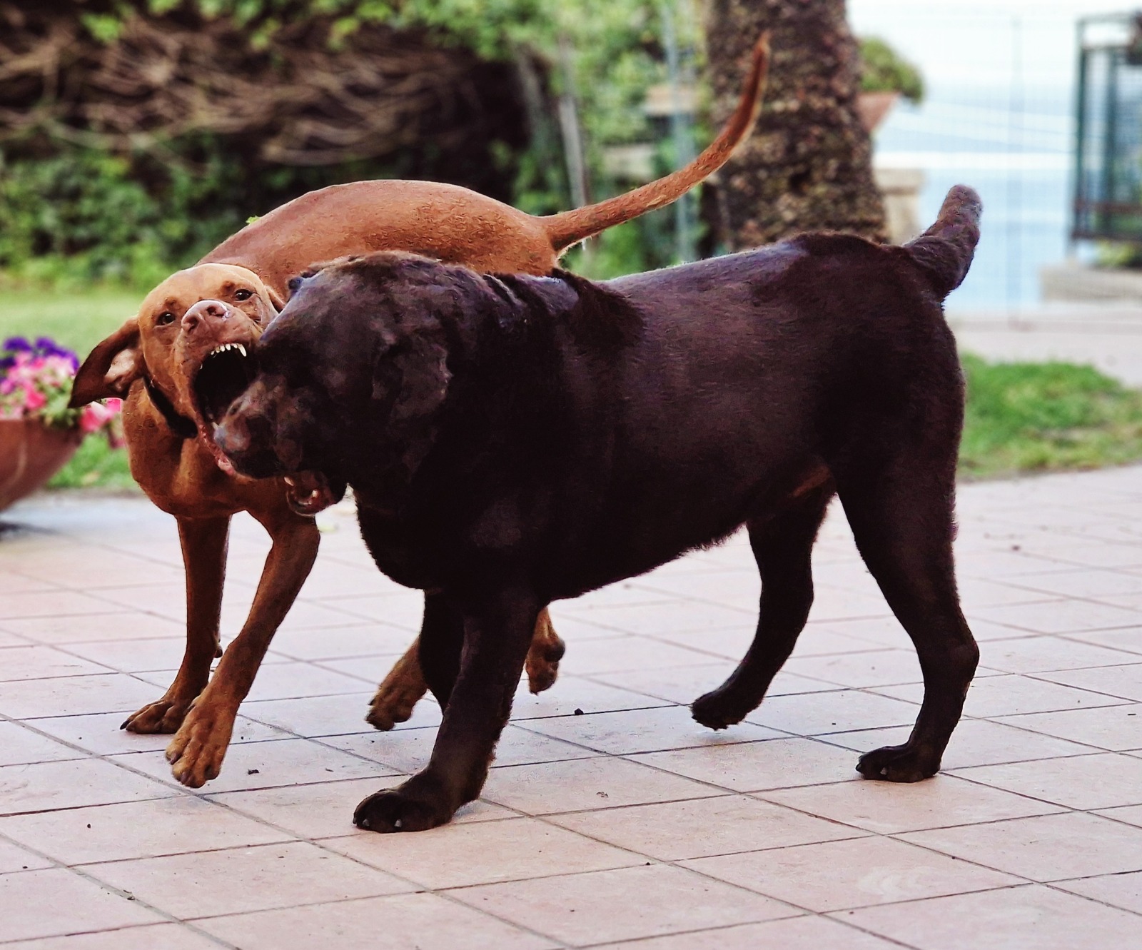 Metodo La Voce del Cane