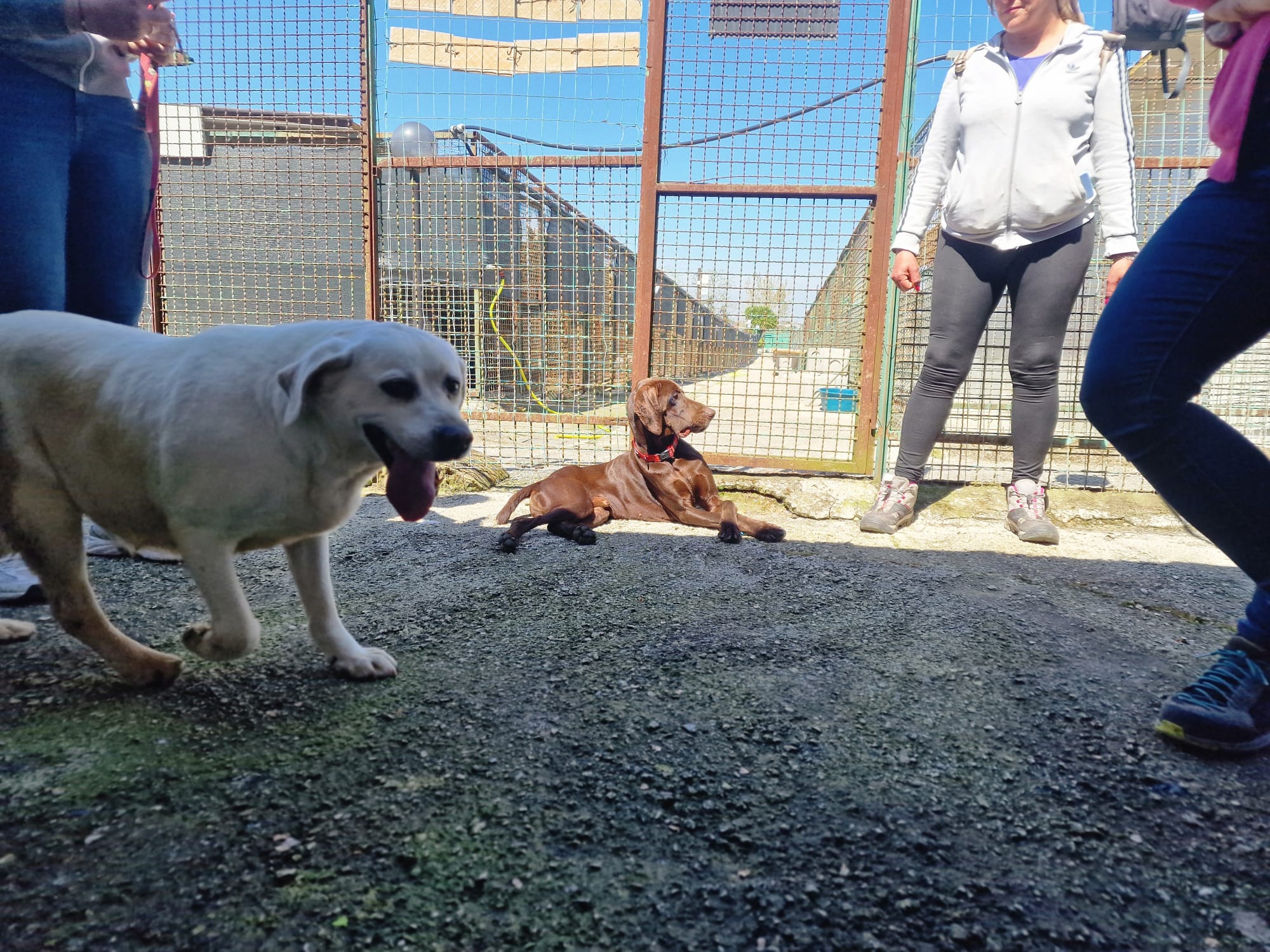 Rieducazione del cane in canile - La Voce del Cane