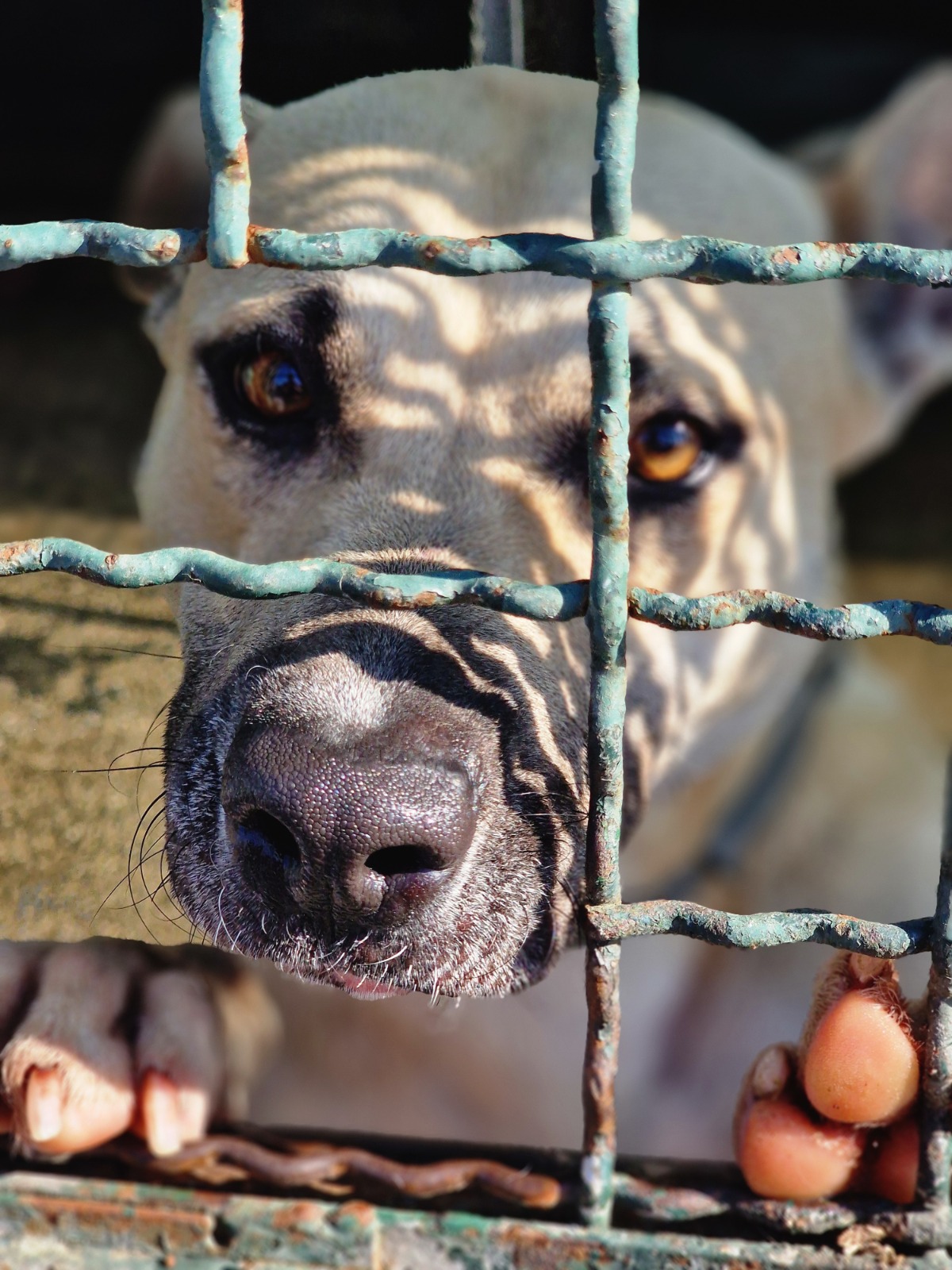 Percorso di rieducazione in canile con La Voce del Cane